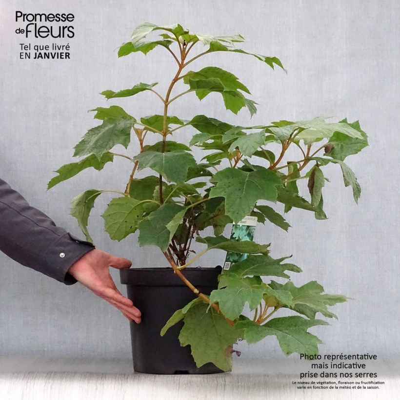 Exemplar von Eichenblatt-Hortensie Snow Queen - Hydrangea quercifolia Topf mit 4L/5L wie im Winter geliefert