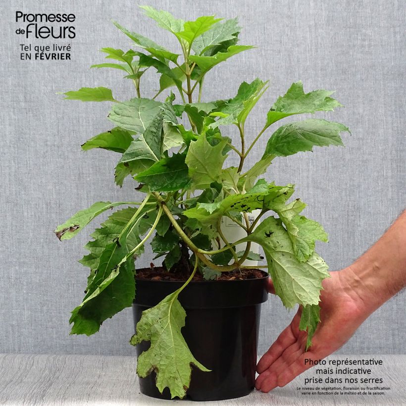 Exemplar von Eichenblatt-Hortensie Snow Queen - Hydrangea quercifolia Topf mit 2L/3L wie im Herbst geliefert