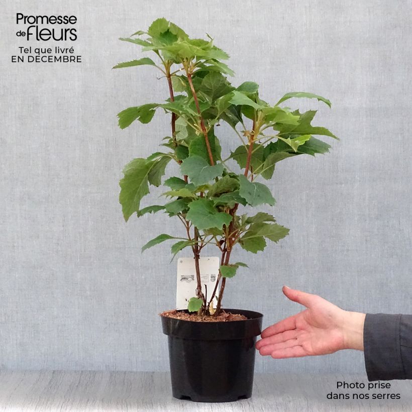 Exemplar von Eichenblatt-Hortensie Snow Queen - Hydrangea quercifolia Topf mit 2L/3L wie im Winter geliefert