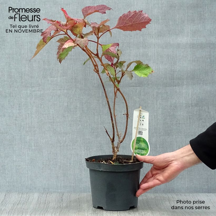 Exemplar von Eichenblatt-Hortensie Snowflake - Hydrangea quercifolia Topf mit 3L/4L wie im Herbst geliefert