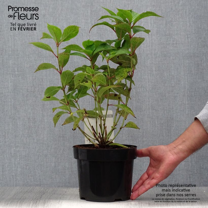 Exemplar von Hydrangea serrata Avelroz - Tellerhortensie Topf mit 2L/3L wie im Herbst geliefert