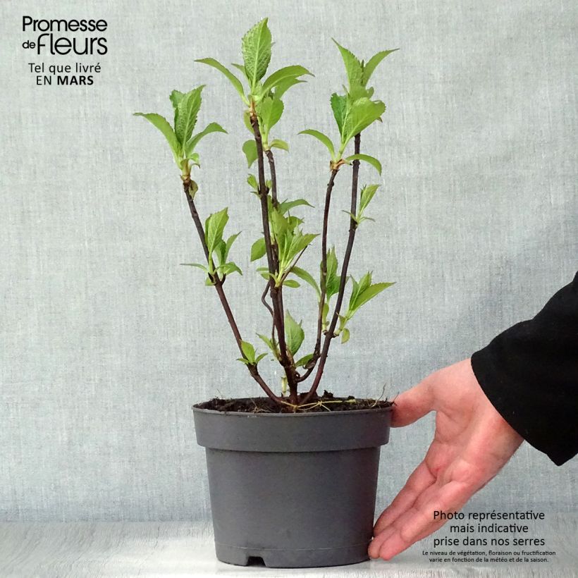 Exemplar von Hydrangea serrata Blue Bird - Tellerhortensie Topf mit 3L/4L wie im Frühjahr geliefert