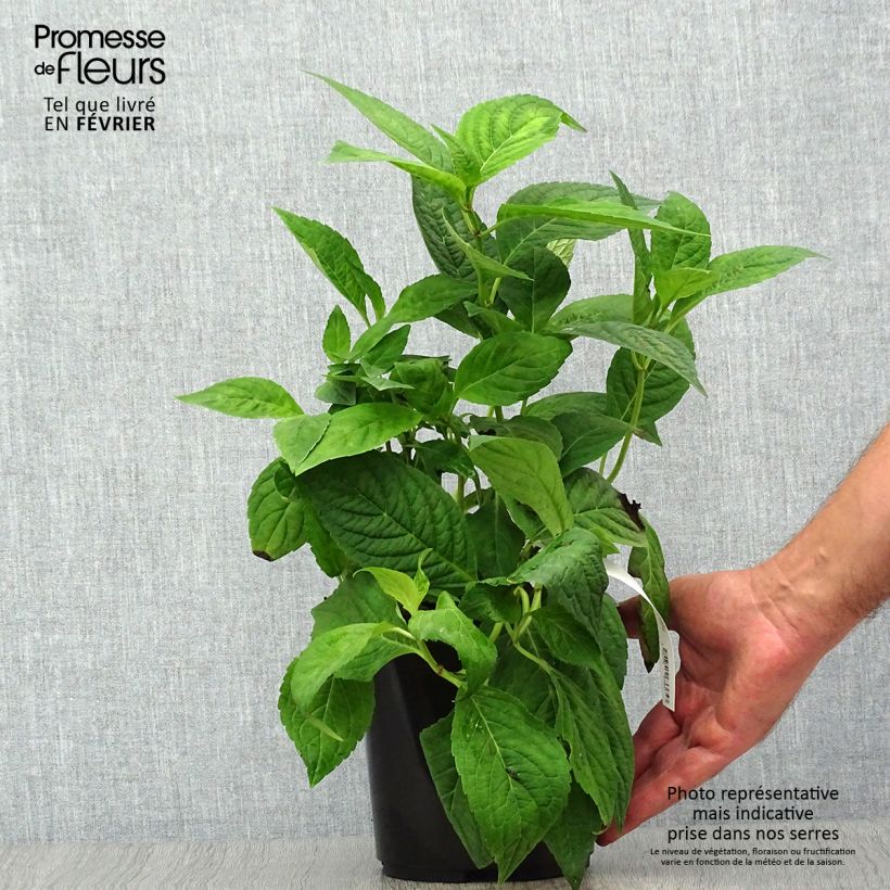 Exemplar von Hydrangea serrata Cap Sizun - Tellerhortensie Topf mit 2L/3L wie im Herbst geliefert