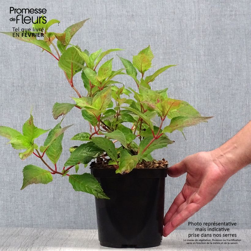 Exemplar von Hydrangea serrata Graciosa - Tellerhortensie Topf mit 2L/3L wie im Herbst geliefert