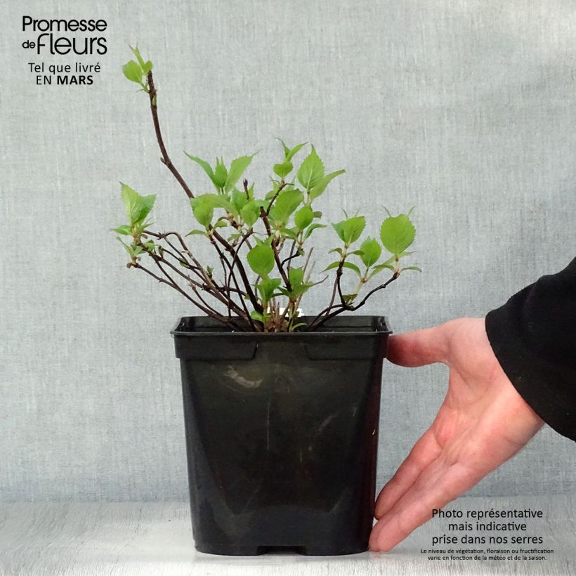 Exemplar von Hydrangea serrata Graciosa - Tellerhortensie Topf mit 2L/3L wie im Frühjahr geliefert