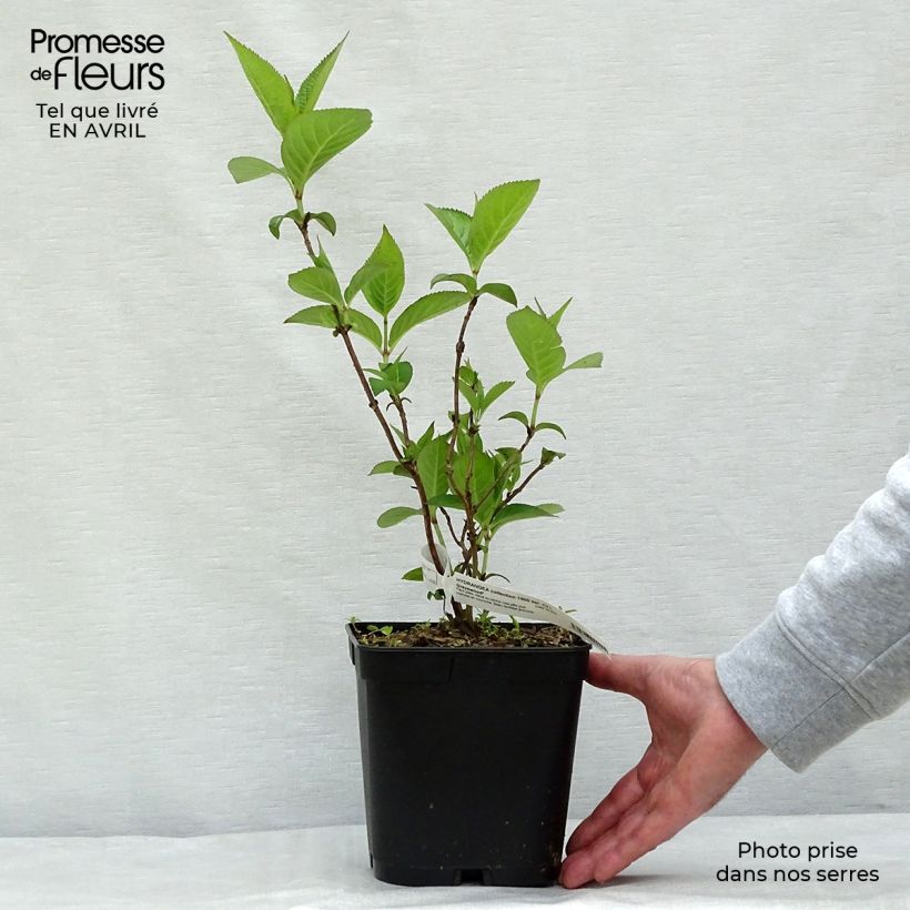 Exemplar von Hydrangea serrata Grayswood - Tellerhortensie Topf mit 2L/3L wie im Frühjahr geliefert