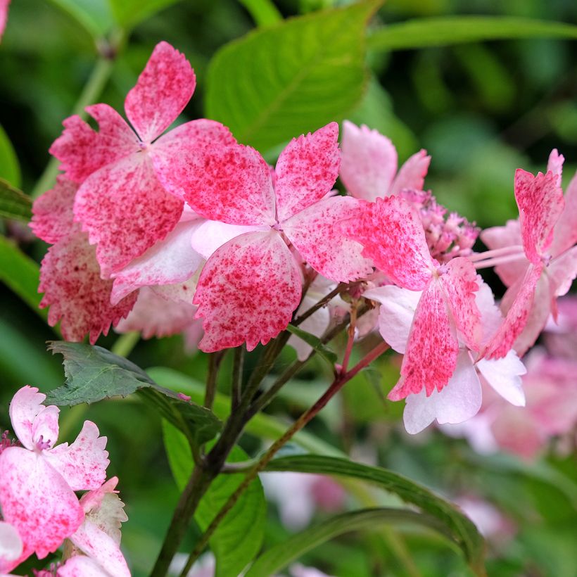 Hydrangea serrata Grayswood - Tellerhortensie (Blüte)