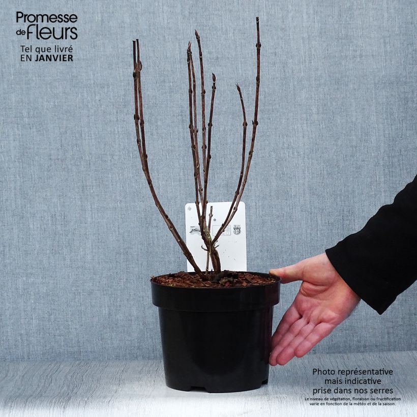 Exemplar von Hydrangea serrata Intermedia - Tellerhortensie Topf mit 2L/3L wie im Winter geliefert