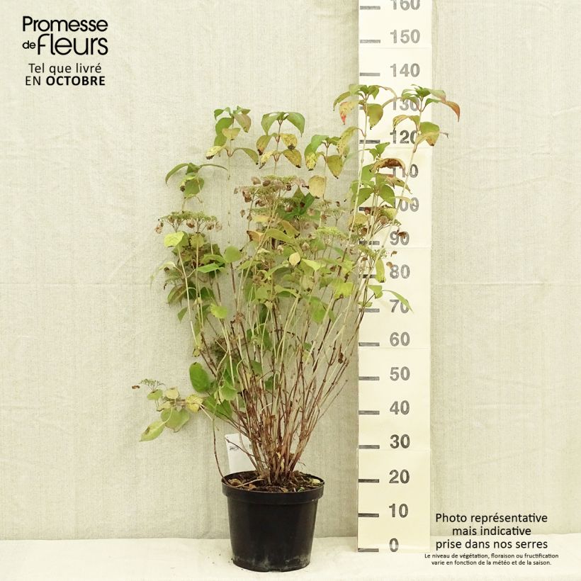 Exemplar von Hydrangea serrata Intermedia - Tellerhortensie Topf mit 7,5L/10L wie im Herbst geliefert