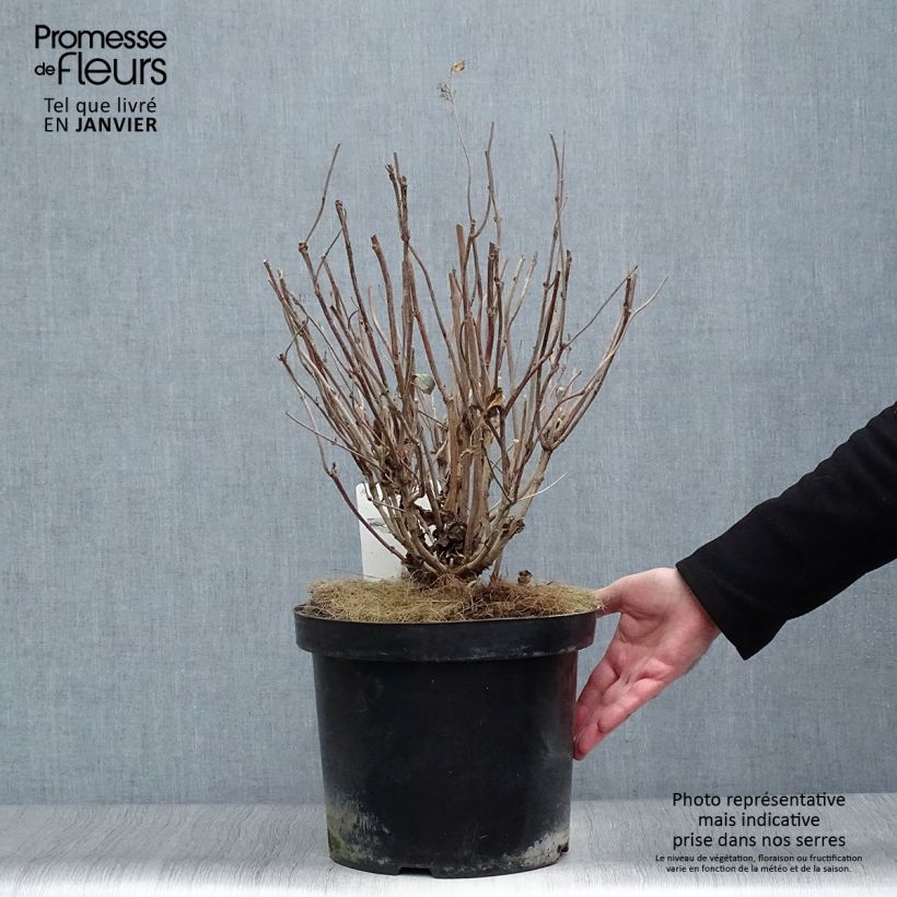 Exemplar von Hydrangea serrata Intermedia - Tellerhortensie Topf mit 7,5L/10L wie im Winter geliefert