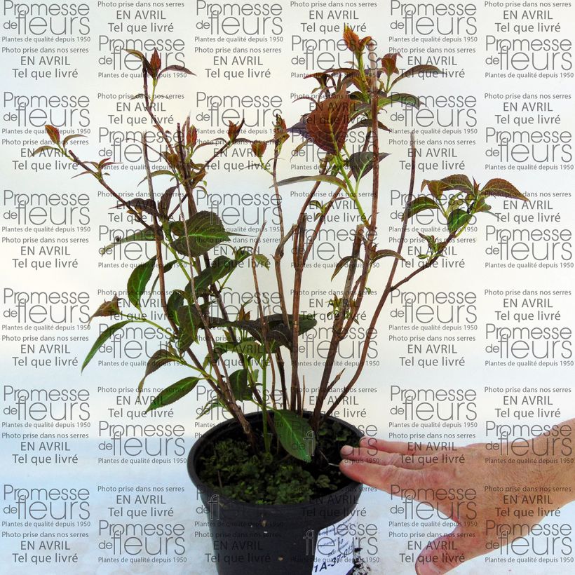 Beispiel eines Exemplars von Hydrangea serrata Kiyosumi - Tellerhortensie Topf mit 2L/3L wie geliefert