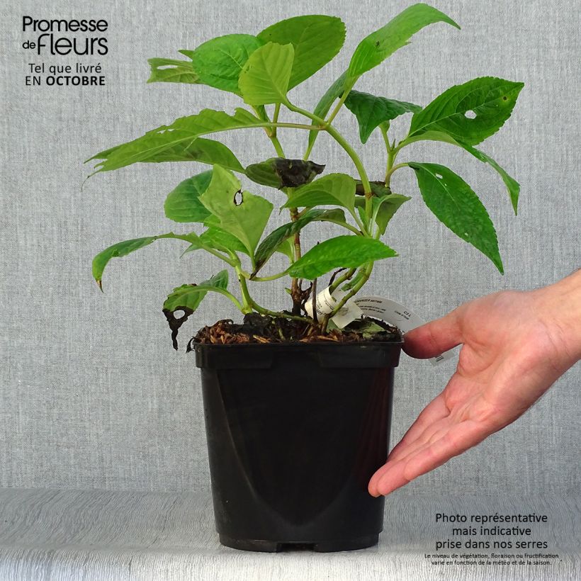 Exemplar von Hydrangea serrata Klaveren - Tellerhortensie Topf mit 2L/3L wie im Herbst geliefert