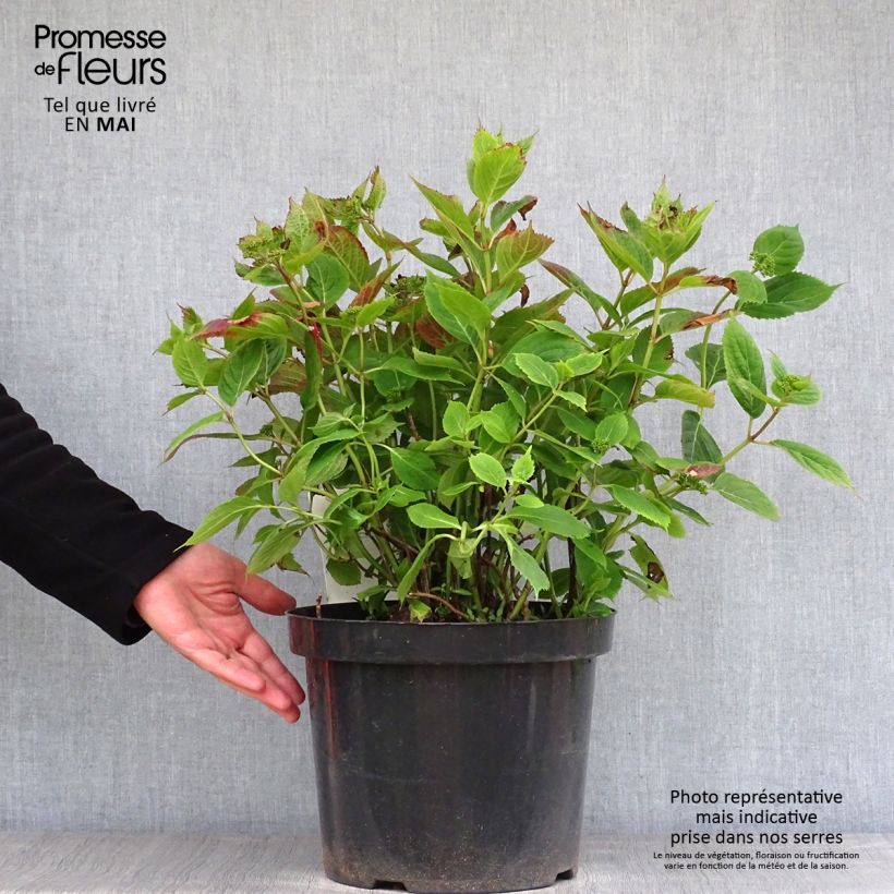 Exemplar von Hydrangea serrata Magic Pillow - Tellerhortensie Topf mit 7,5L/10L wie im Frühjahr geliefert