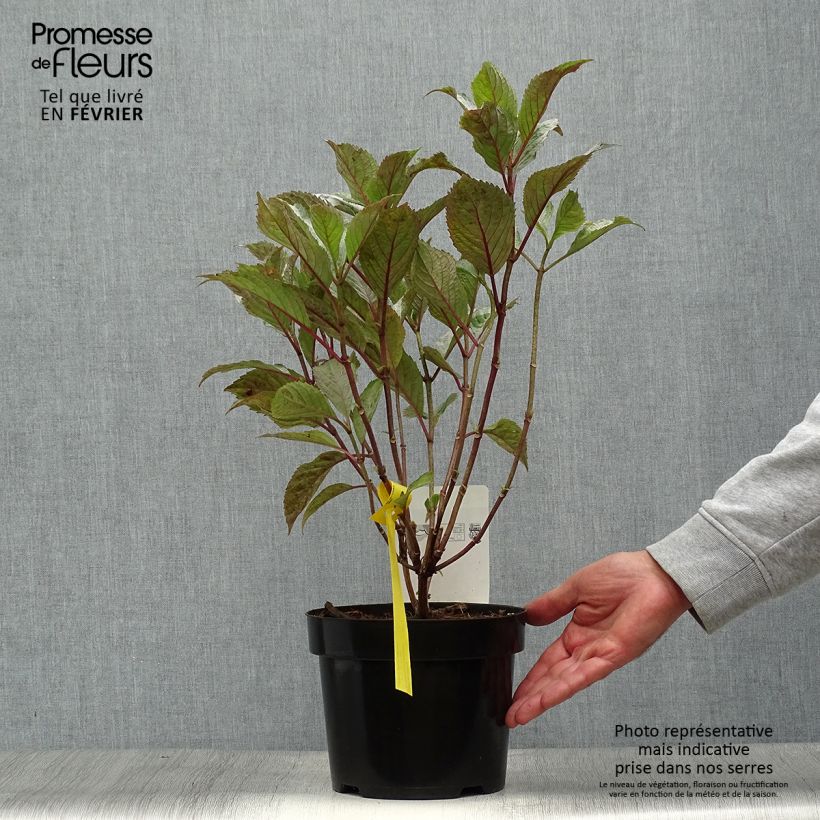 Exemplar von Hydrangea serrata Precioza - Tellerhortensie Topf mit 2L/3L wie im Herbst geliefert