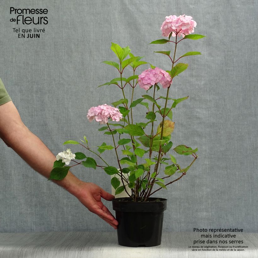 Exemplar von Hydrangea serrata Precioza - Tellerhortensie Topf mit 2L/3L wie im Sommer geliefert