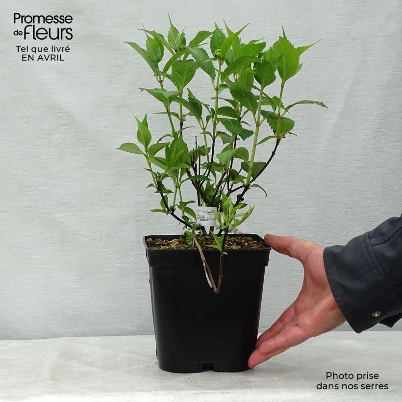 Exemplar von Hydrangea serrata Tiara - Tellerhortensie Topf mit 2L/3L wie im Frühjahr geliefert