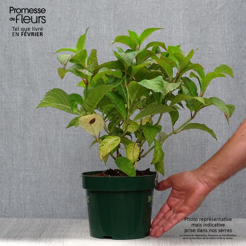 Exemplar von Hydrangea serrata Veerle - Tellerhortensie Topf mit 3L/4L wie im Herbst geliefert