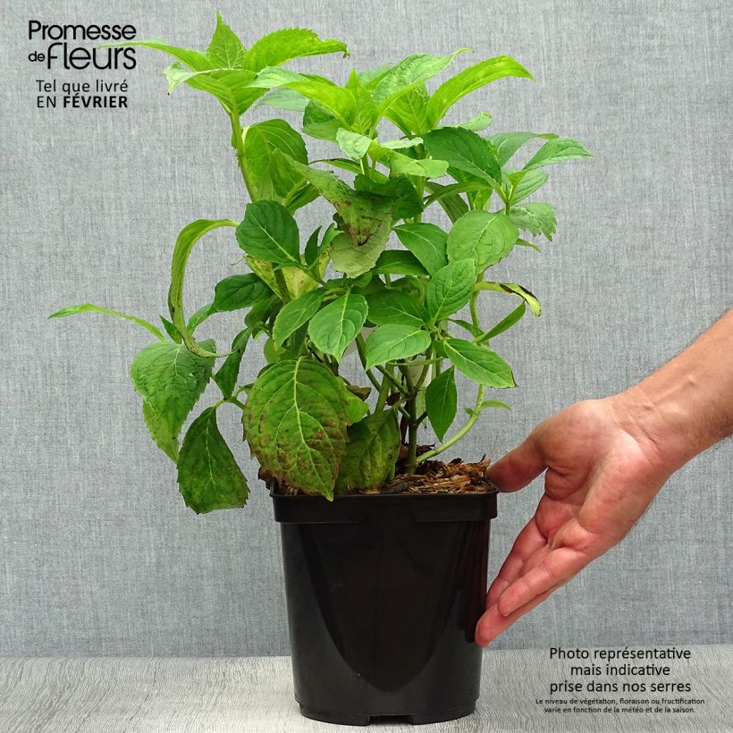 Exemplar von Hydrangea serrata Vicomte de Kerlot - Tellerhortensie Topf mit 2L/3L wie im Herbst geliefert