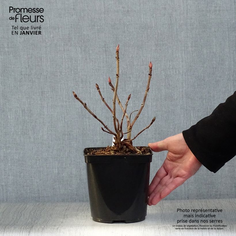 Exemplar von Hydrangea serrata Vicomte de Kerlot - Tellerhortensie Topf mit 2L/3L wie im Winter geliefert