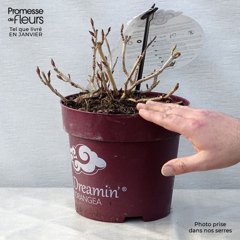 Exemplar von Hydrangea macrophylla L.A Dreamin - Bauernhortensie Topf mit 4L/5L wie im Winter geliefert