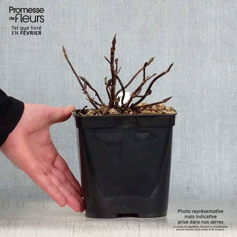 Exemplar von Hydrangea macrophylla Mathilde Gutges - Bauernhortensie Topf mit 2L/3L wie im Winter geliefert