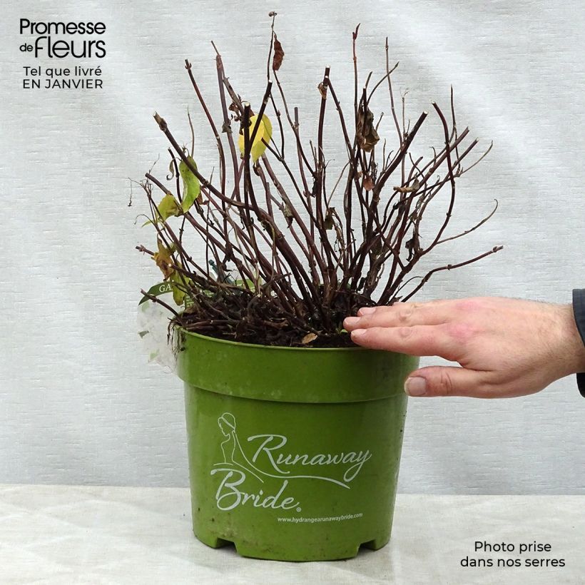 Exemplar von Hydrangea Runaway Bride - Girlanden-Hortensie Topf mit 6L/7L wie im Winter geliefert