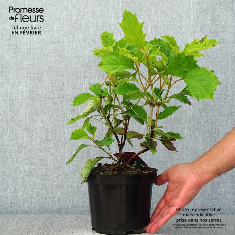 Exemplar von Eichenblatt-Hortensie Sike's Dwarf - Hydrangea quercifolia Topf mit 2L/3L wie im Herbst geliefert