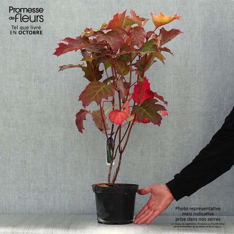Exemplar von Eichenblatt-Hortensie Bultinks Giant Flowers - Hydrangea quercifolia Topf mit 2L/3L wie im Herbst geliefert