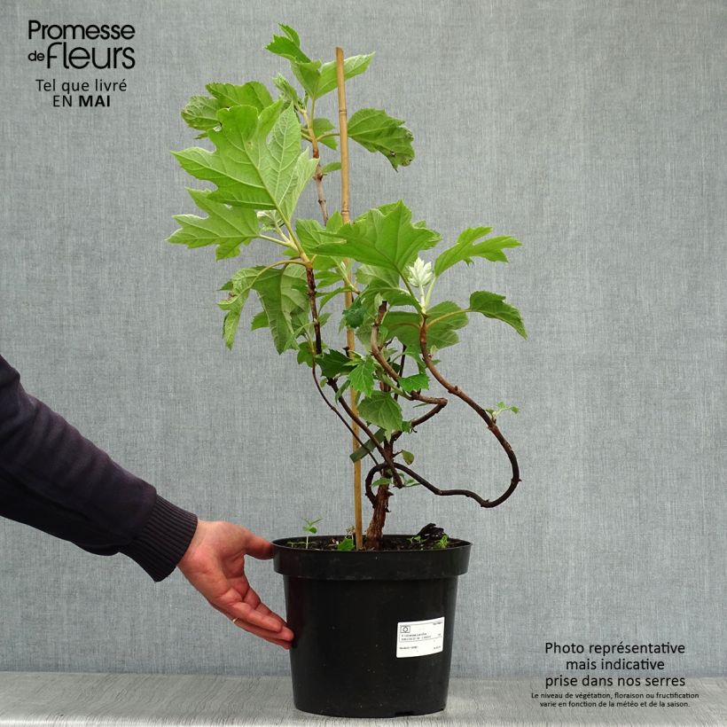 Exemplar von Eichenblatt-Hortensie Bultinks Giant Flowers - Hydrangea quercifolia Topf mit 7,5L/10L wie im Frühjahr geliefert