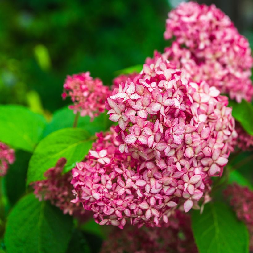 Schneeballhortensie Pink Annabelle - Hydrangea arborescens (Blüte)