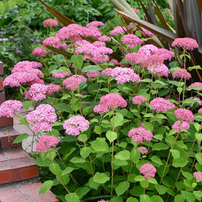 Schneeballhortensie Pink Annabelle - Hydrangea arborescens (Wuchs)
