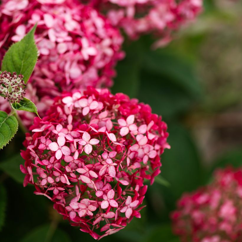 Schneeballhortensie Ruby Annabelle - Hydrangea arborescens (Blüte)