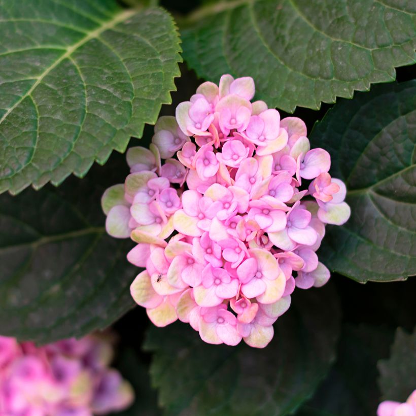 Ballhortensie Sweet Annabelle - Hydrangea arborescens (Laub)
