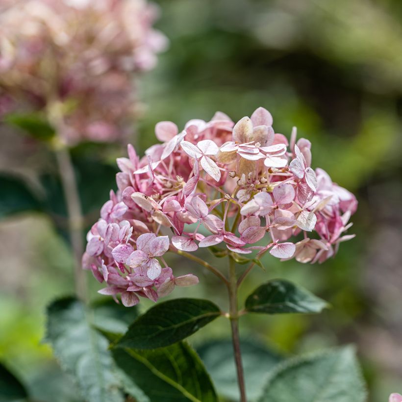 Ballhortensie Sweet Annabelle - Hydrangea arborescens (Blüte)