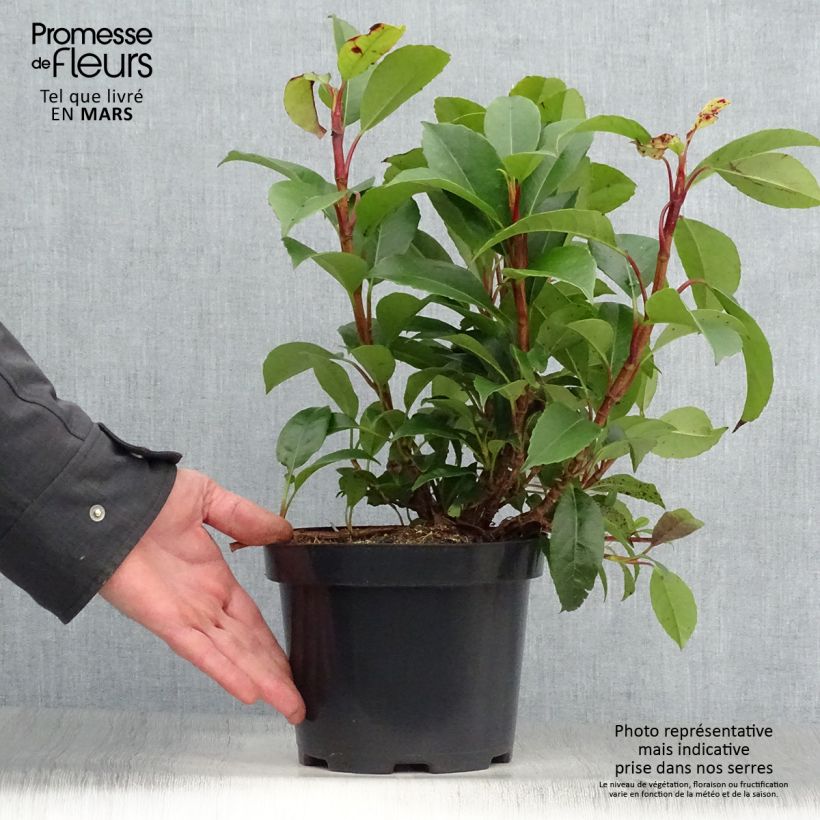 Exemplar von Hydrangea Semiola - Hortensie Topf mit 2L/3L wie im Frühjahr geliefert