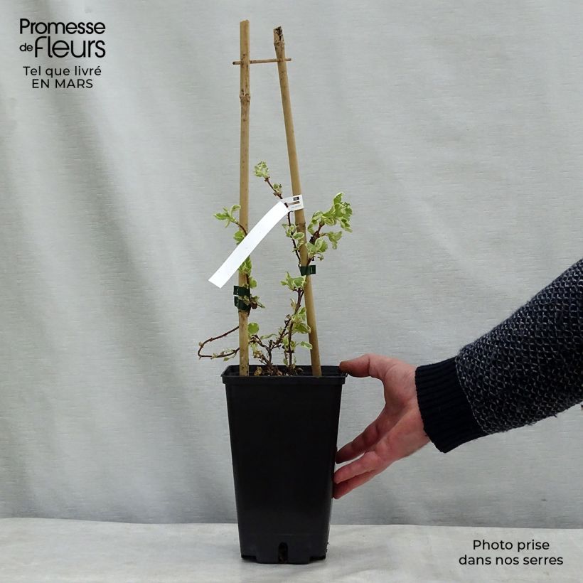 Exemplar von Hydrangea anomala petiolaris Silver Lining - Kletter-Hortensie Topf mit 2L/3L wie im Winter geliefert
