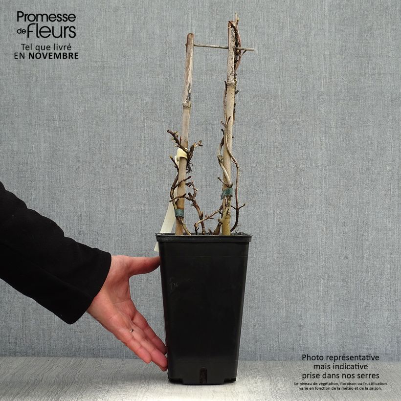 Exemplar von Hydrangea anomala petiolaris Silver Lining - Kletter-Hortensie Topf mit 2L/3L wie im Herbst geliefert