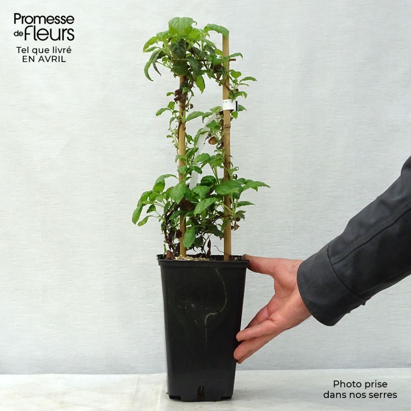 Exemplar von Hydrangea anomala petiolaris Winter Surprise - Kletter-Hortensie Topf mit 2L/3L wie im Frühjahr geliefert