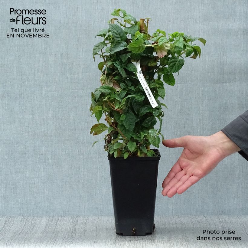 Exemplar von Hydrangea anomala petiolaris Winter Surprise - Kletter-Hortensie Topf mit 2L/3L wie im Herbst geliefert