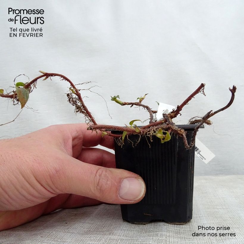 Exemplar von Hydrangea anomala ssp. petiolaris - Kletter-Hortensie Kleine Töpfe von 8/9 cm wie im Winter geliefert