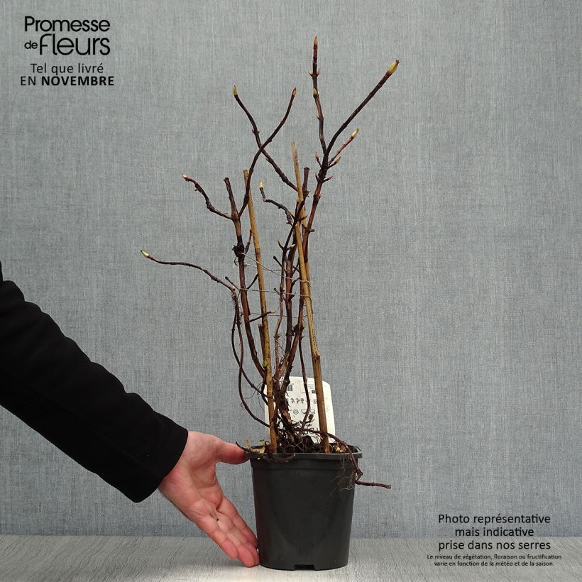 Exemplar von Hydrangea anomala ssp. petiolaris - Kletter-Hortensie Topf mit 2L/3L wie im Herbst geliefert