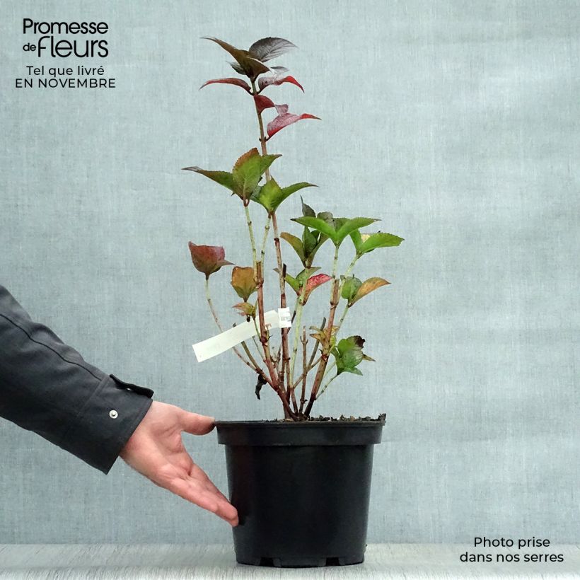 Exemplar von Hydrangea Daredevil - Tellerhortensie Topf mit 4L/5L wie im Herbst geliefert