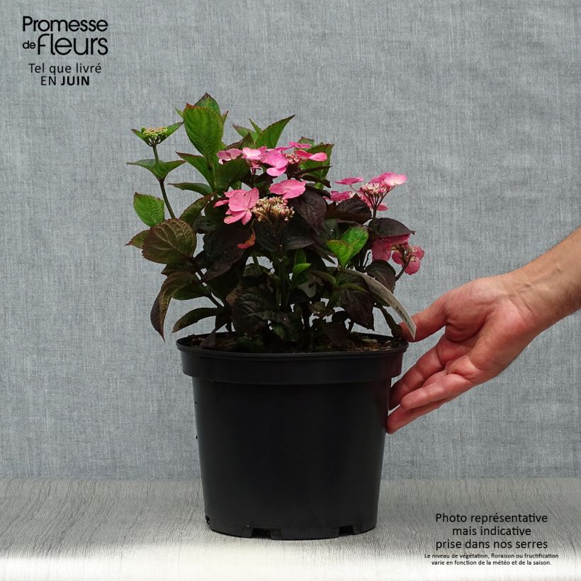 Exemplar von Hydrangea Daredevil - Tellerhortensie Topf mit 3L/4L wie im Sommer geliefert