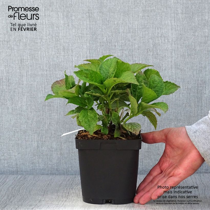 Exemplar von Hydrangea macrophylla Eughen Hahn - Bauernhortensie Topf mit 2L/3L wie im Herbst geliefert