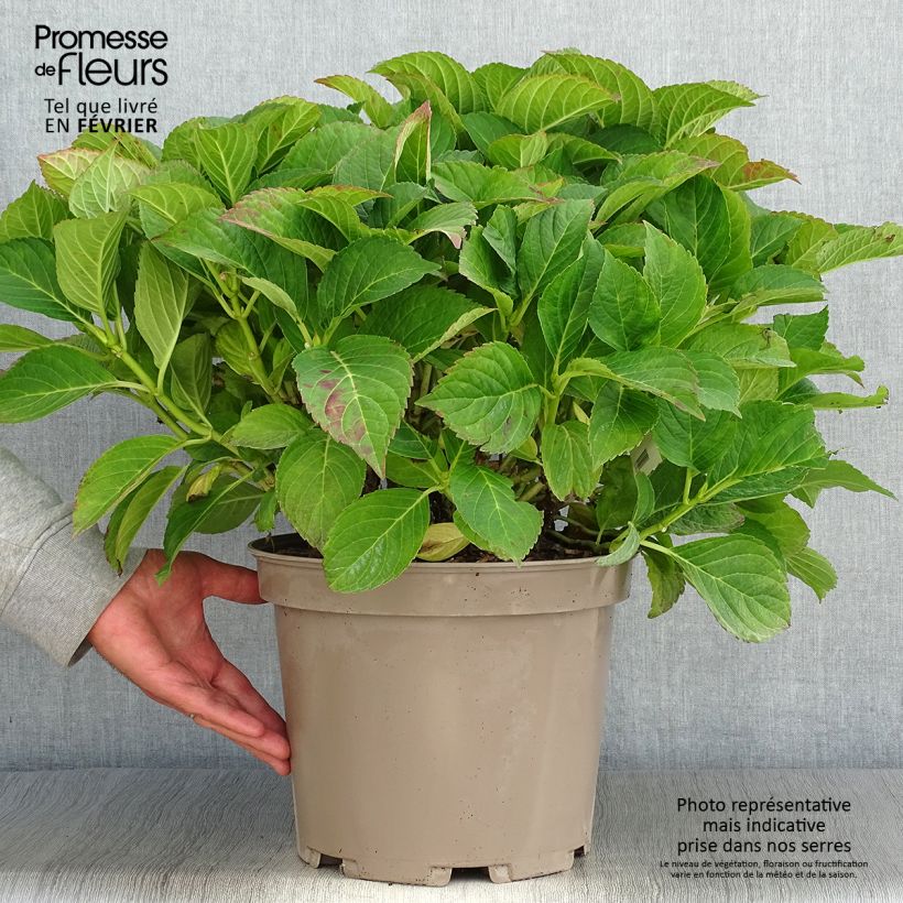 Exemplar von Hydrangea macrophylla Eughen Hahn - Bauernhortensie Topf mit 7,5L/10L wie im Herbst geliefert