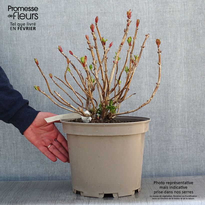 Exemplar von Hydrangea macrophylla Eughen Hahn - Bauernhortensie Topf mit 7,5L/10L wie im Winter geliefert