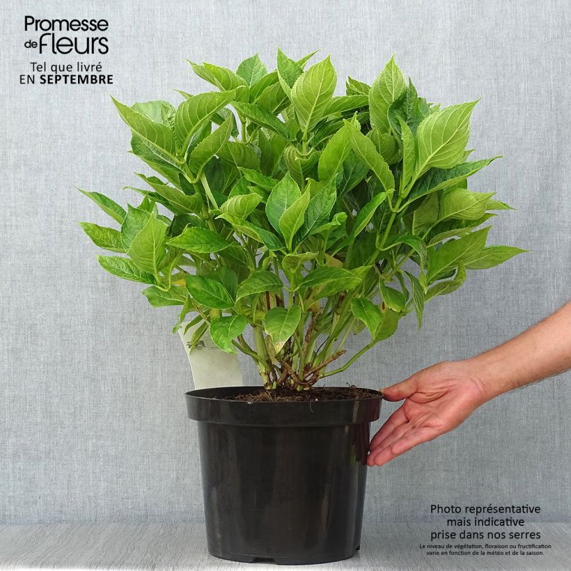 Exemplar von Hydrangea macrophylla Lanarth White - Bauernhortensie Topf mit 7,5L/10L wie im Herbst geliefert