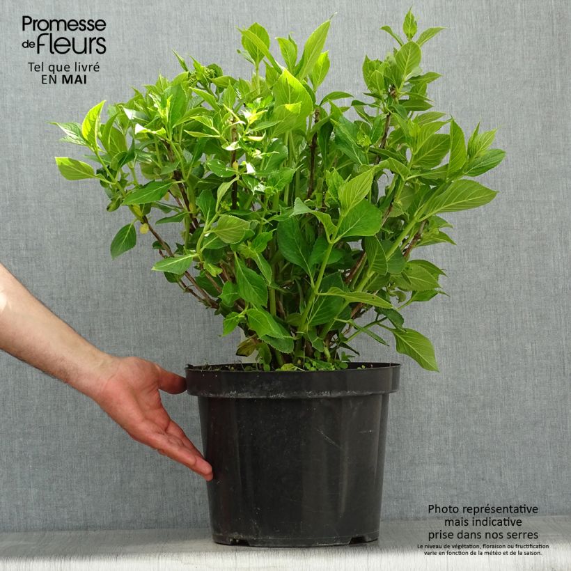 Exemplar von Hydrangea macrophylla Lanarth White - Bauernhortensie Topf mit 7,5L/10L wie im Frühjahr geliefert