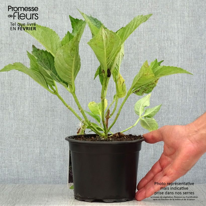 Exemplar von Hydrangea macrophylla Mariesii Perfecta - Bauernhortensie Topf mit 2L/3L wie im Herbst geliefert