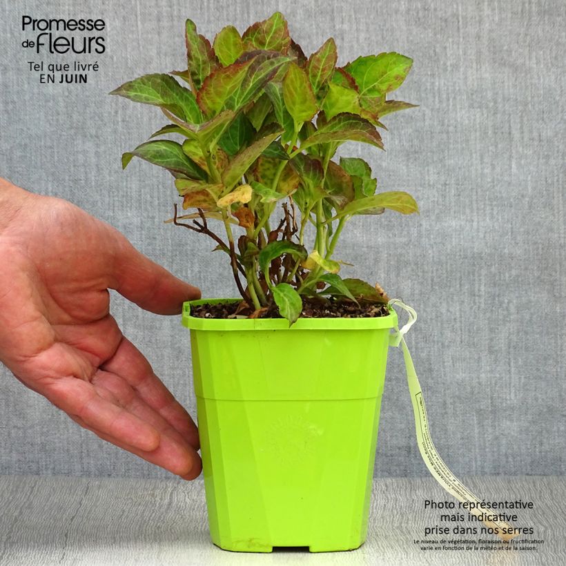 Exemplar von Hydrangea macrophylla Miss Saori - Bauernhortensie Topf mit 1L/1,5L wie im Sommer geliefert